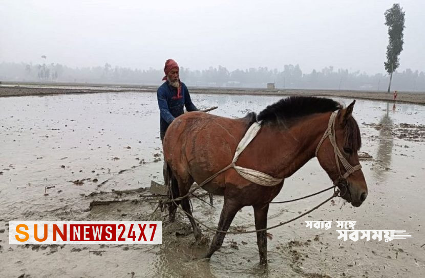 বাংলাদেশঃ কুড়িগ্রামে ঘোড়া দিয়ে চাষাবাদ