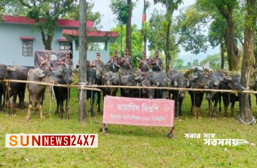 সীমান্তে ভারতীয় মহিষ আটক